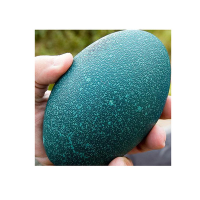 澳洲鴯鹋蛋(鴕鳥(niǎo)蛋)珍奇禮品